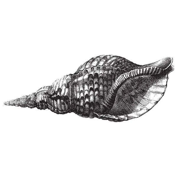 Cáscara marina — Vector de stock