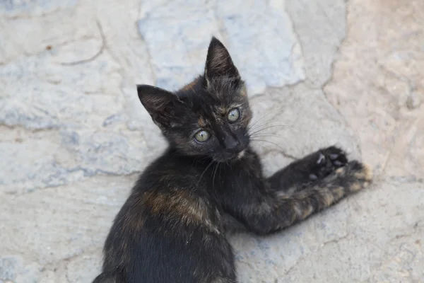 Gattino carino — Foto Stock