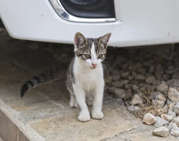 Şirin kedi yavrusu — Stok fotoğraf