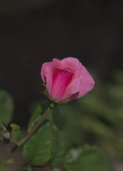 Krásná růže — Stock fotografie