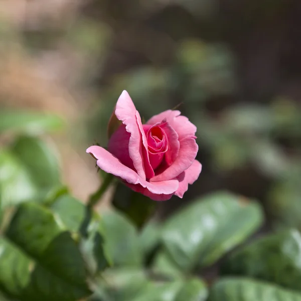 Mooi Rose Dicht Omhoog Schot — Stockfoto