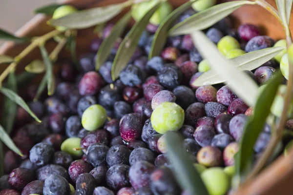 Freshly picked organic Aegean Turkish olives — Stock Photo, Image