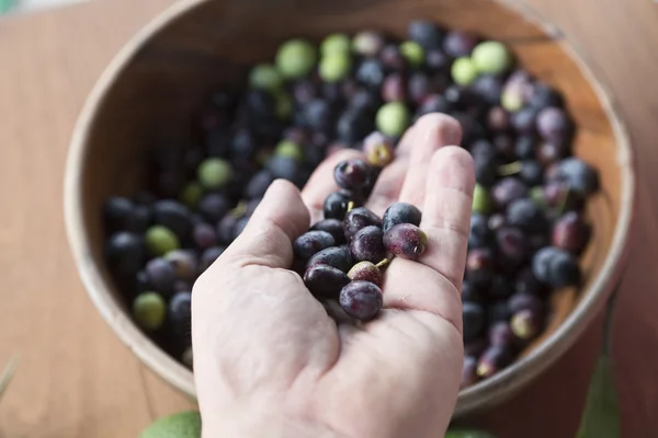 Freshly picked organic Aegean Turkish olives — Stock Photo, Image