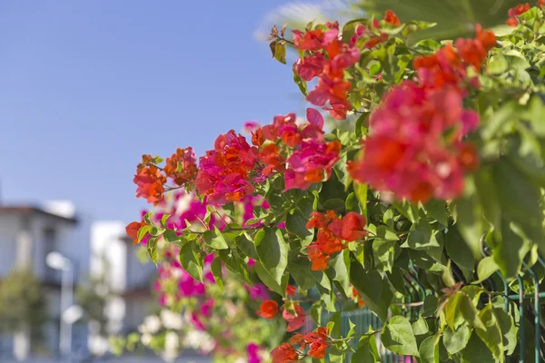 Bodrum, Turkiet — Stockfoto