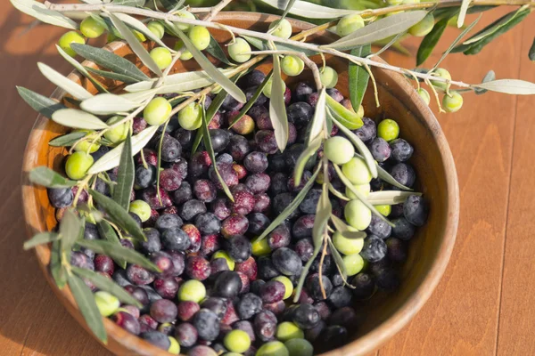 Frisch gepflückte ägäische Bio-Oliven — Stockfoto