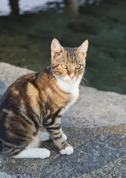 Şirin kedi yavrusu — Stok fotoğraf