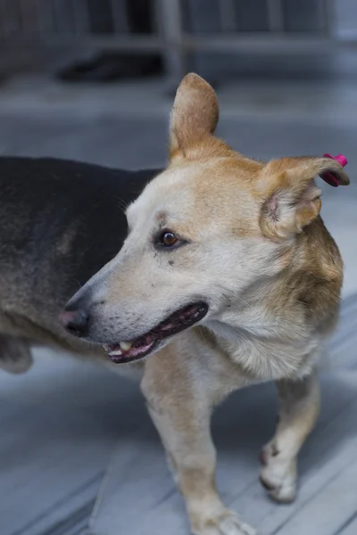 通り犬 — ストック写真