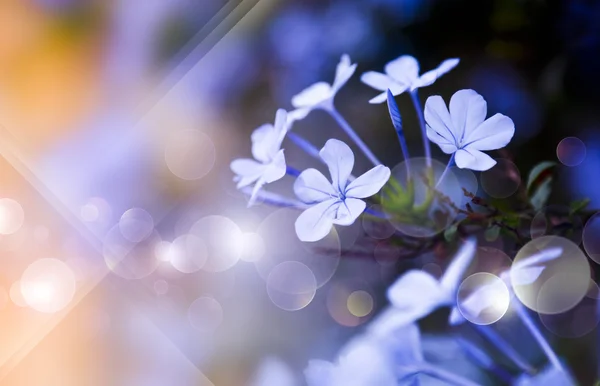 Fundo flores azuis — Fotografia de Stock