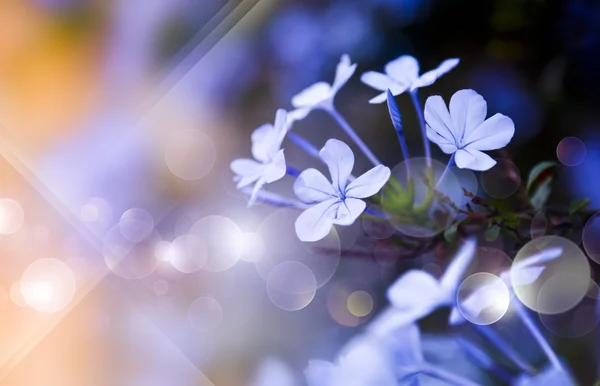 Blue flowers background — Stock Photo, Image