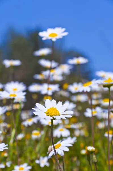 Prästkragar — Stockfoto