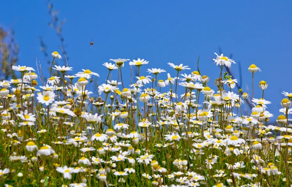 Daisies — Stock Photo, Image