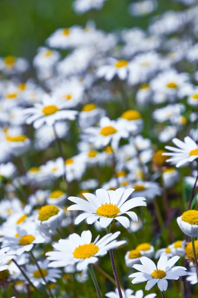 Gänseblümchen — Stockfoto