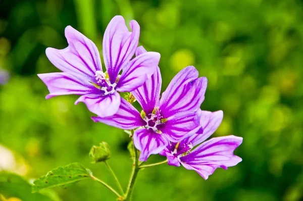 Violette Wildblumen — Stockfoto