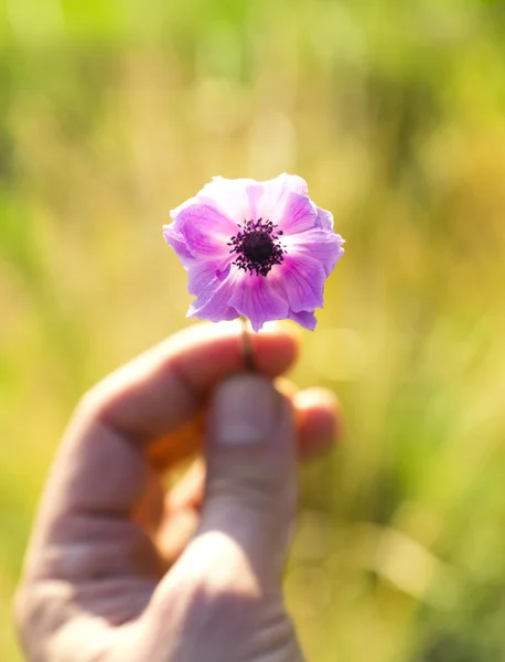 Violette Wildblumen — Stockfoto