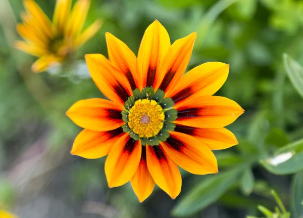 Laranja vibrante e amarelo Gazania Flores — Fotografia de Stock