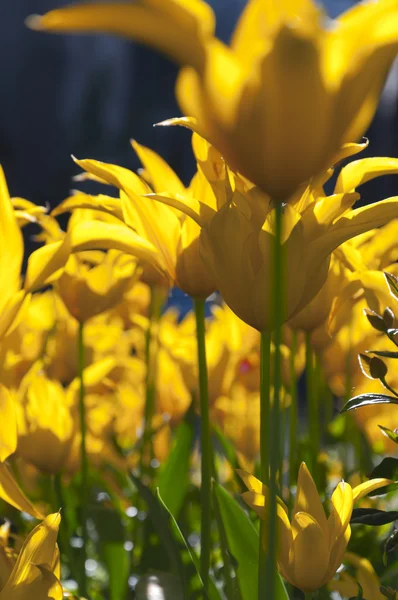 Tulipas amarelas — Fotografia de Stock