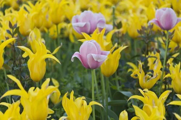 Tulipanes amarillos —  Fotos de Stock