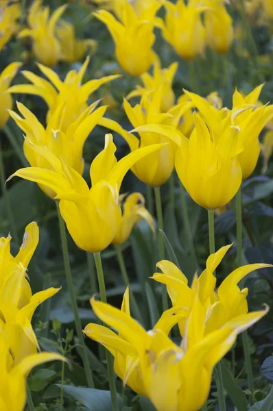 Tulipas amarelas — Fotografia de Stock