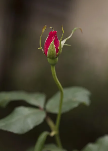 Bela rosa — Fotografia de Stock