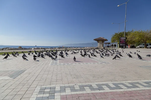 Fishery in Gemlik — Stock Photo, Image