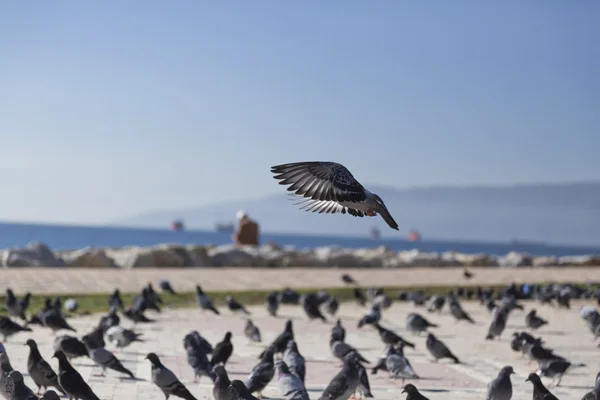 Gemlik — Stok fotoğraf