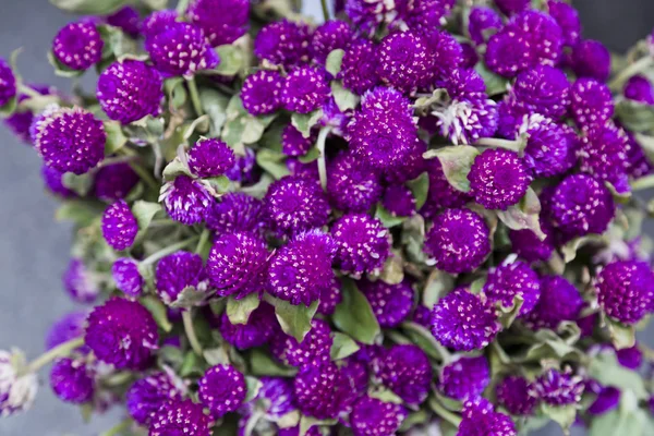 Violet Fleurs Sauvages Plan Rapproché — Photo