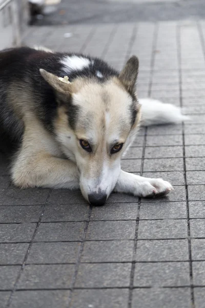 通り犬 — ストック写真