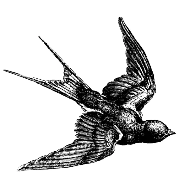 Oiseau vintage — Image vectorielle