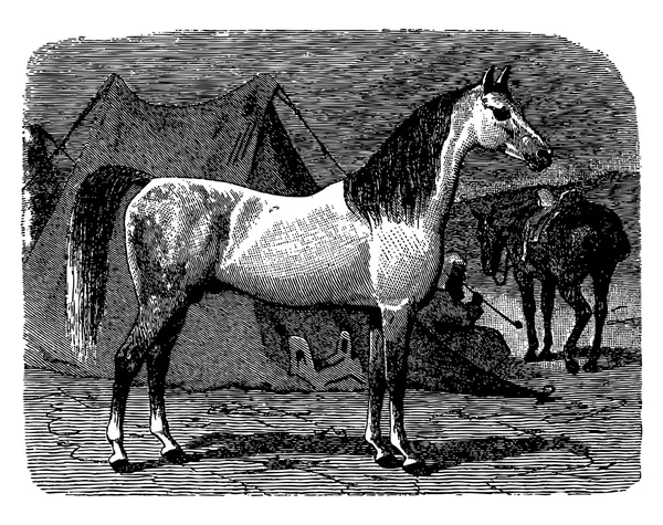 Caballo — Archivo Imágenes Vectoriales