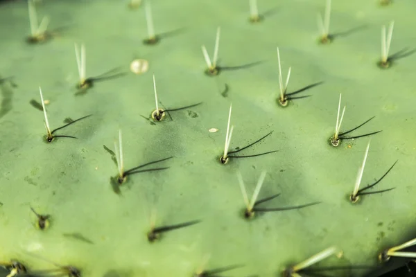 Cactus close up, thorns on green cactus leaf — Stock Photo, Image