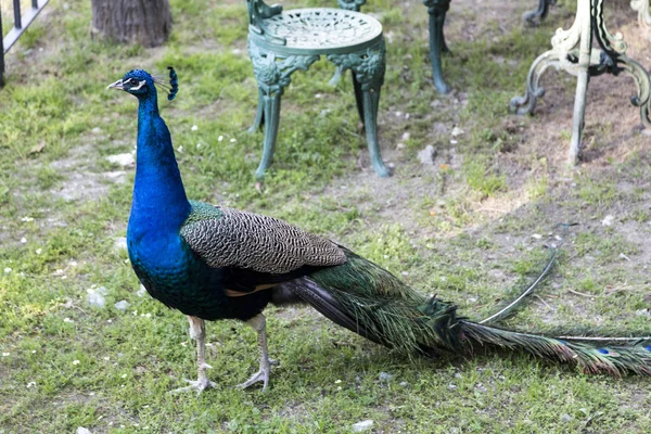 Peacock — Stock Photo, Image