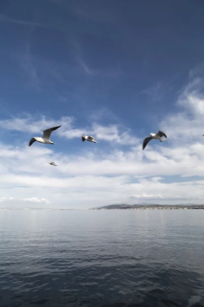 Martılar. — Stok fotoğraf