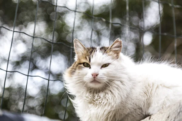 Söt hemlös katt i gatan — Stockfoto