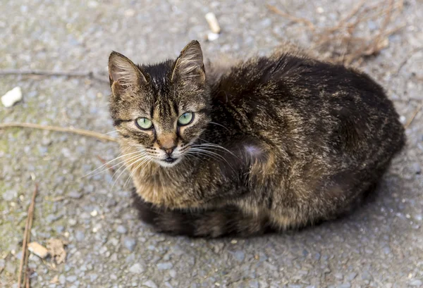 Niedliche obdachlose Katze auf der Straße — Stockfoto