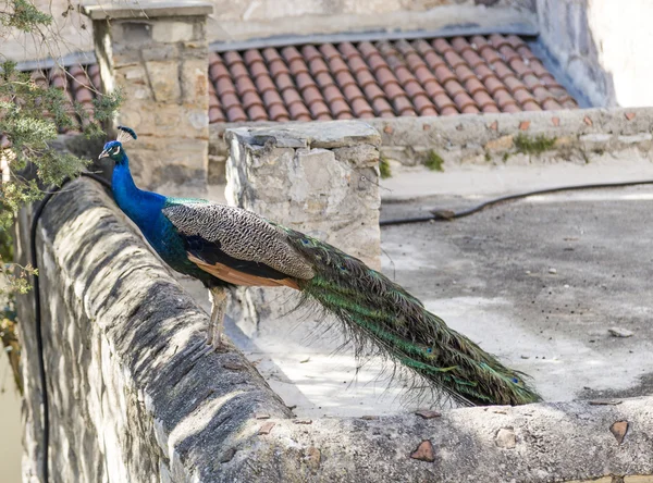 Peacock — Stock Photo, Image