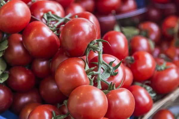 Tomates biologiques fraîches — Photo