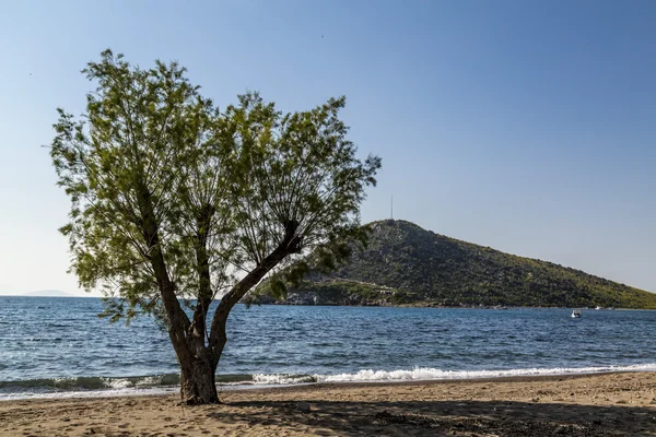 Tree and Tavsan Island from Gumusluk Beach, Bodrum — Stock Photo, Image