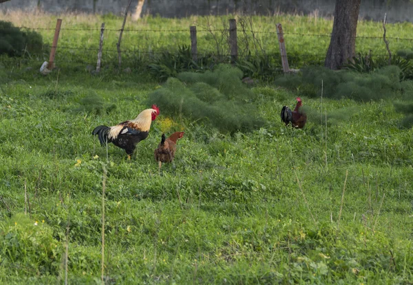 Gallo y gallinas en una granja —  Fotos de Stock