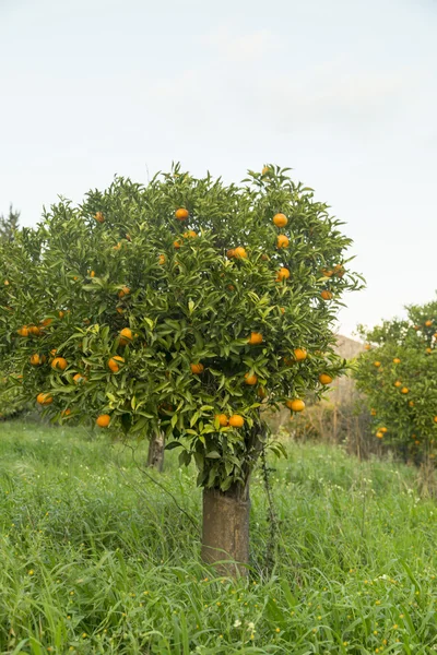 Tangerine oranges — Stock Photo, Image