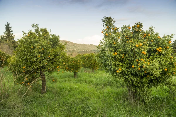 Tangerine oranges — Stock Photo, Image