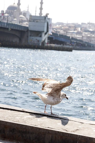 A Golden Horn vagy Halic és a történelmi Suleymaniye mecset és egy up-close repülő sirály a fókuszban — Stock Fotó