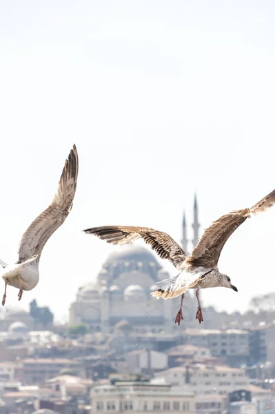 Utsikt över Gyllene hornet eller Halic och historiska Suleymaniye moskén med en upp-nära flygande mås i fokus — Stockfoto