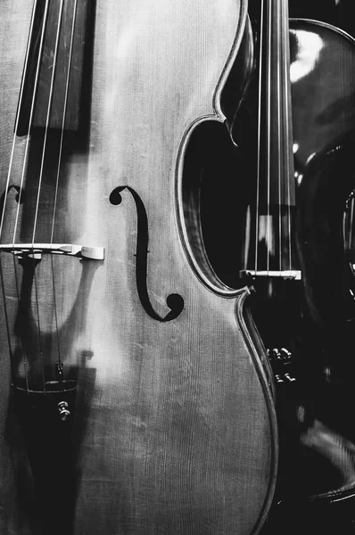 Instrument de musique à cordes close up — Photo