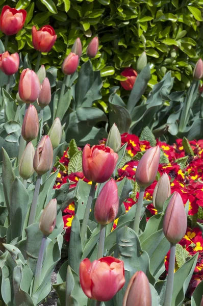 Krásné tulipány, čerstvá jarní květiny, záhonu — Stock fotografie