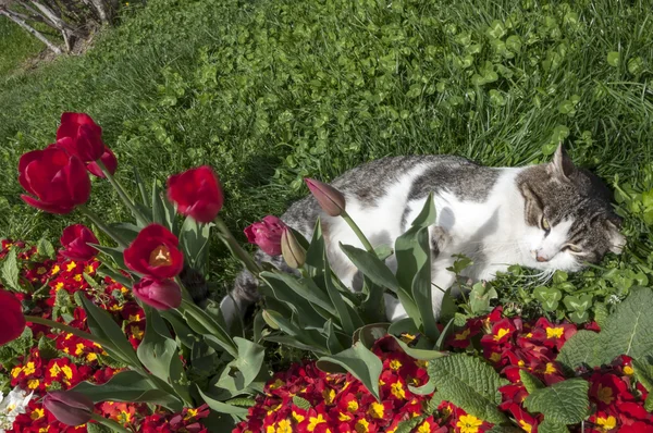 Кот спит на траве, сад с тюльпанами — стоковое фото