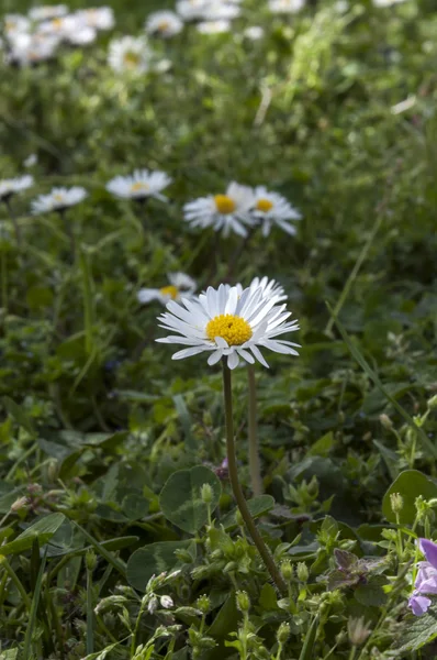 Vita daisy nära upp, grönt gräs bakgrund — Stockfoto