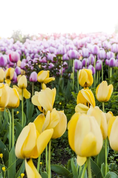 Krásné tulipány, čerstvá jarní květiny, záhonu — Stock fotografie