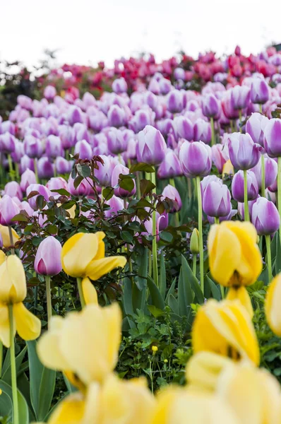 Hermosos tulipanes, flores frescas de primavera, parterres —  Fotos de Stock