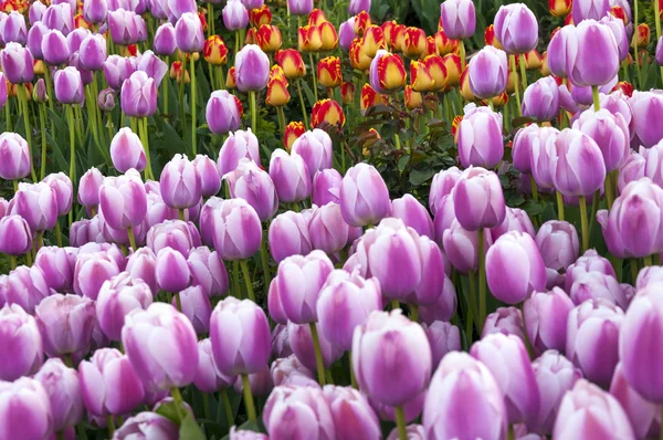 Красивые тюльпаны, свежие весенние цветы, клумба — стоковое фото