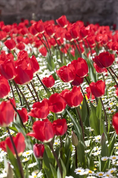 美丽的郁金香，新鲜的春天的花朵花坛 — 图库照片